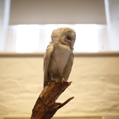 Taxidermy Owl 2