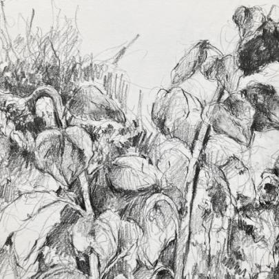 Drawing of Sunflowers