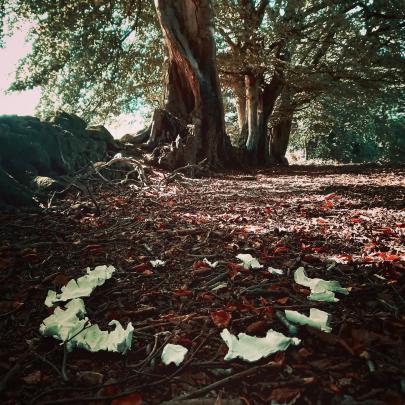 abstract sculpture in nature with a tree in the background
